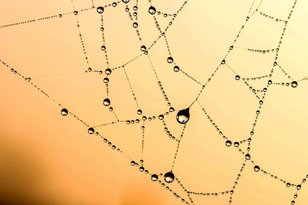 Cobweb with raindrop